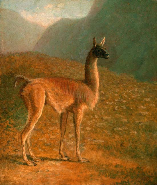 guanaco